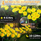 Neporal Solar Flowers Outdoor Waterproof, 4PK 7-Stem Yellow Camellia with 2 Lighting Modes & Romantic Warm Light, Solar Lights Outdoor Decorative for Garden, Yard, Pathway, Gardening Gifts for Women